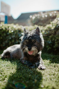 Portrait of dog relaxing on field