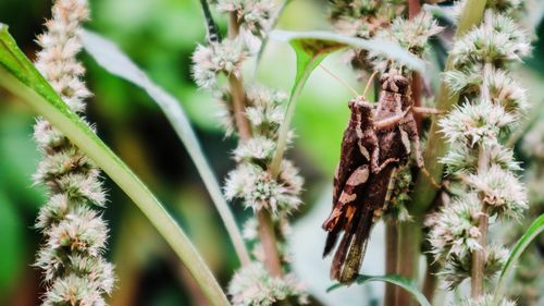 Close-up of insect on plant