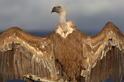 Low angle view of eagle perching on the sky