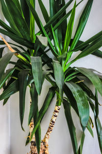 High angle view of potted plant