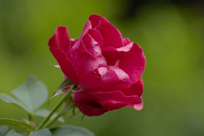 Close-up of pink rose