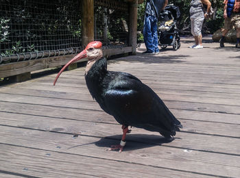 Close-up of bird perching on wood