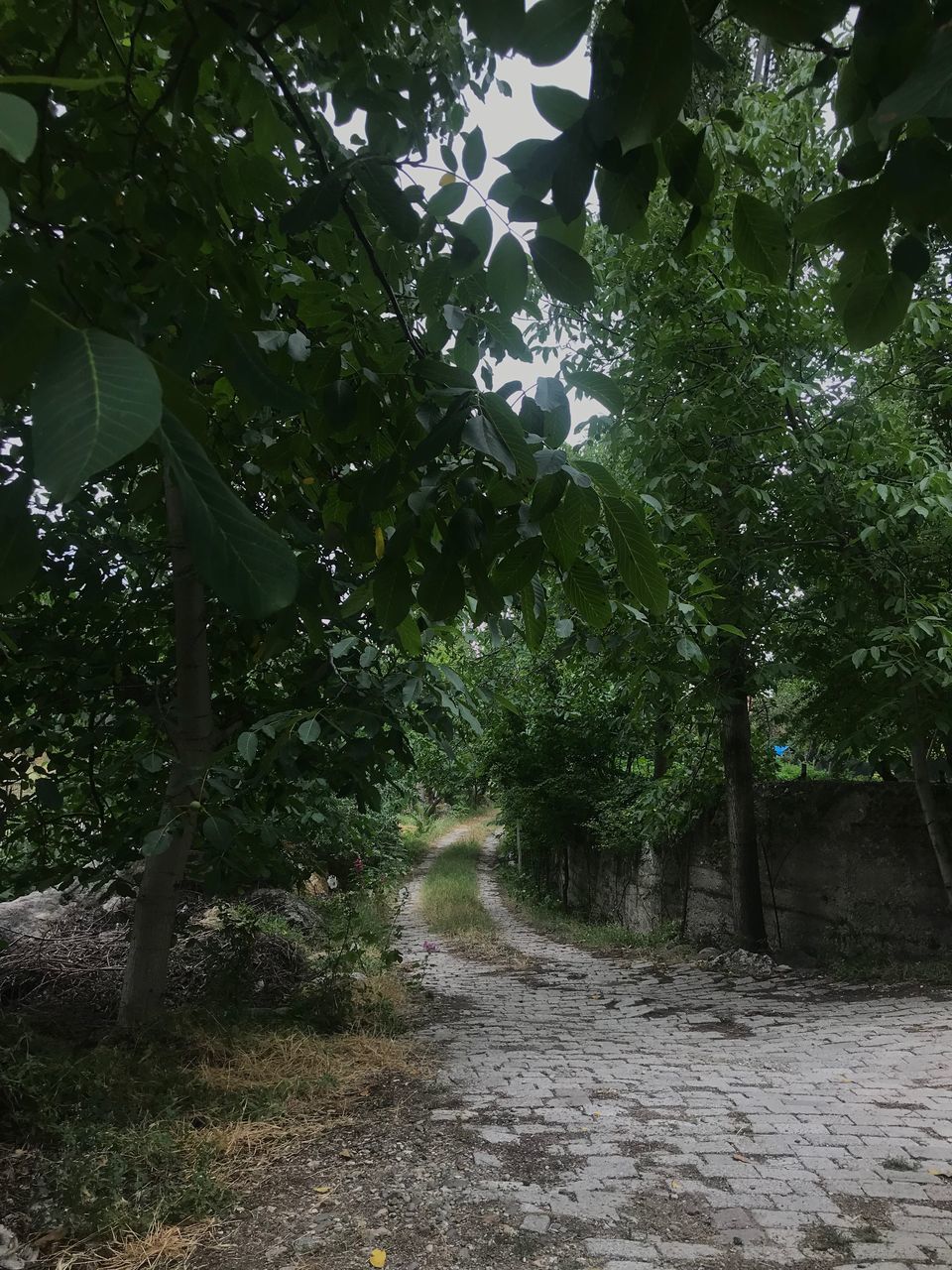 ROAD AMIDST TREES AND PLANTS GROWING IN FOREST