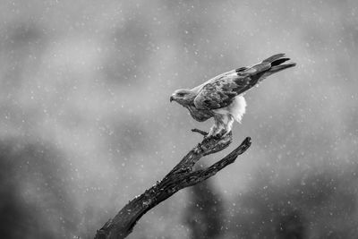 Mono tawny eagle on branch in rain