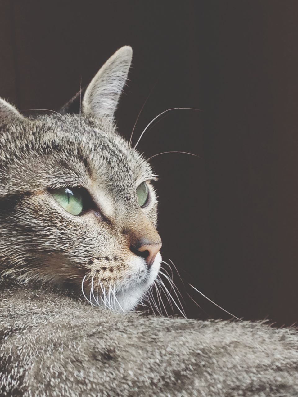 animal themes, one animal, domestic animals, mammal, pets, domestic cat, cat, feline, whisker, animal head, close-up, animal body part, looking away, animal eye, focus on foreground, relaxation, portrait, indoors, alertness, zoology