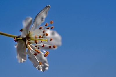 Low angle view of fresh blue sky