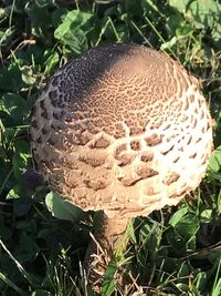 Close-up of mushroom growing on field