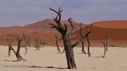 Bare tree on sand dune in desert against sky