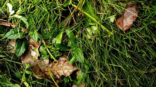 Plant growing on grassy field