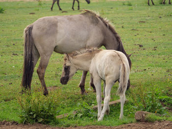 Wild horses in germany