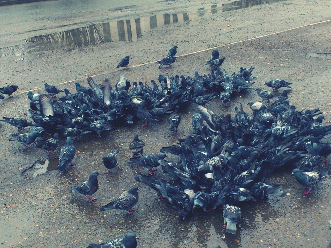 Pigeons ATTACK