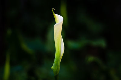 Close-up of flowering plant against blurred background