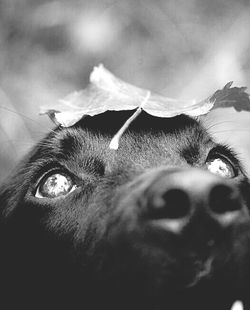domestic animals