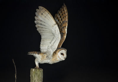 Close-up of a bird flying over black background