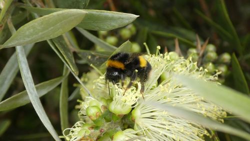 Close-up of bee pollinating on flower