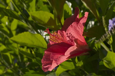 Close-up of pink flowers