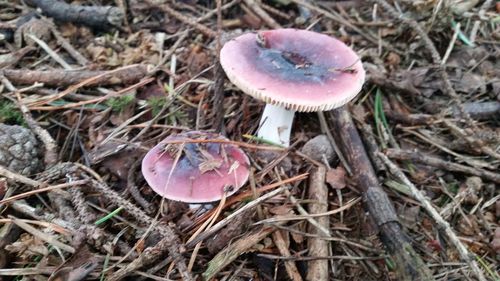 Close-up of mushroom growing on field