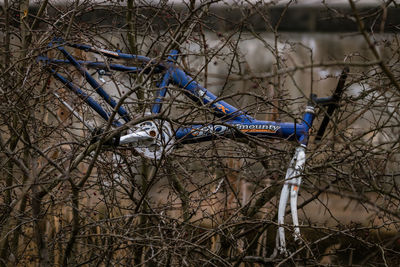 Close-up of bird perching on bare tree