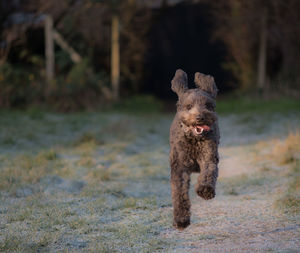 Dog running in a field