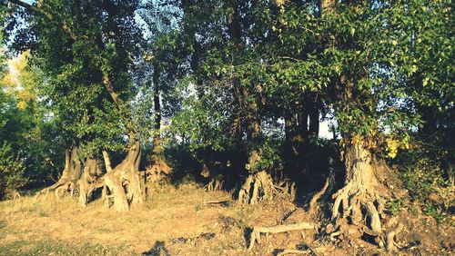 Panoramic view of trees on field