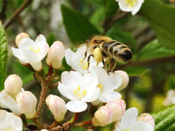 Close-up of white flowers