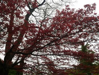 Low angle view of cherry blossoms against sky