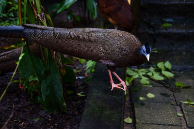 Close-up of bird on field