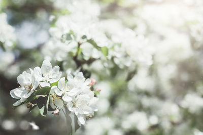 Close-up of white cherry blossoms in spring