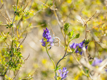 Close-up of flowers blooming on tree