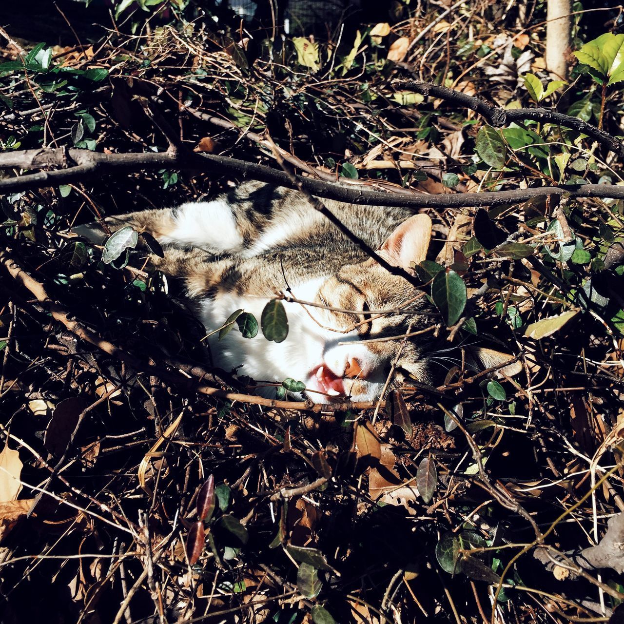 VIEW OF CAT ON FIELD