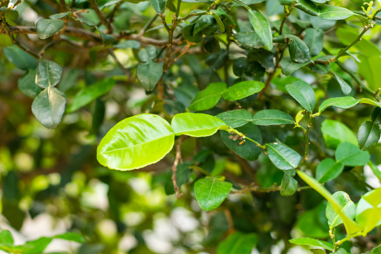 CLOSE-UP OF GREEN LEAVES ON TREE