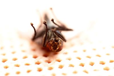 Close-up of dead fly