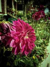 Close-up of pink flowers blooming outdoors