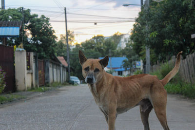 View of a dog standing on road in city