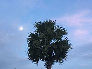 Low angle view of palm tree against sky