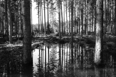 Scenic view of lake in forest