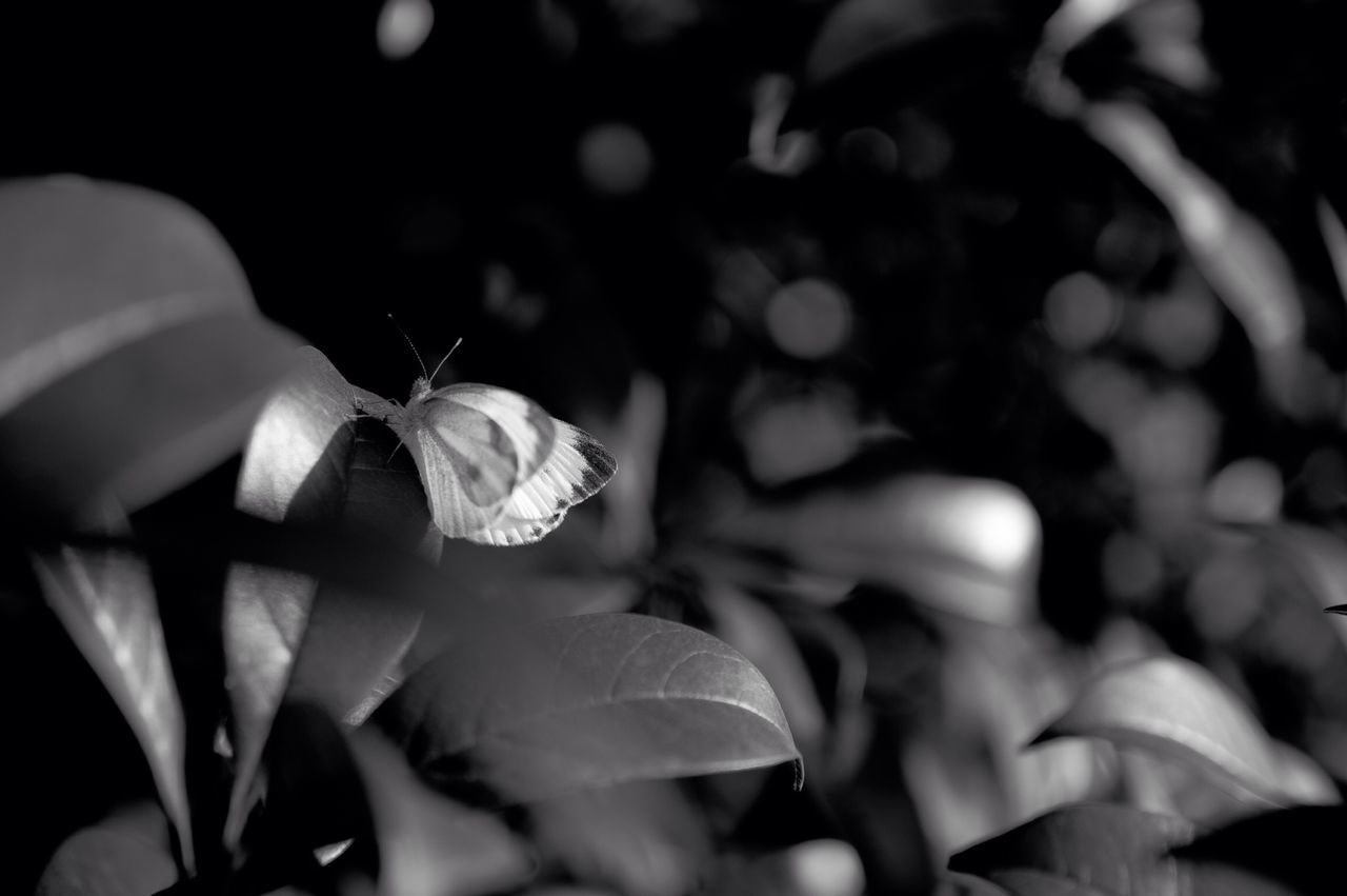 flower, fragility, petal, plant, flower head, nature, close-up, growth, beauty in nature, outdoors, day, freshness, no people