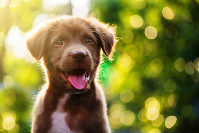 Close-up of dog