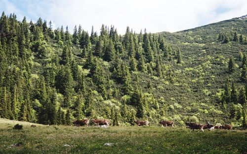 Cows grazing on landscape against sky