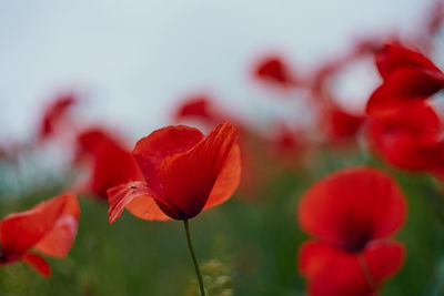 Close-up of red poppy flowers on field