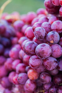 Close-up of grapes