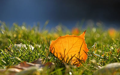 Close-up of plant growing on field