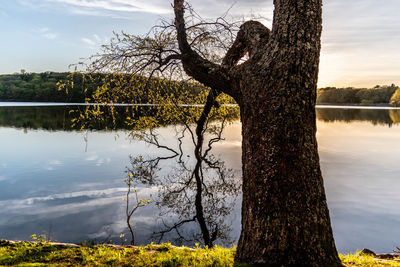 Reflection of tree in lake against sky