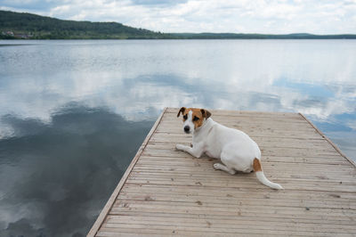 Dog sitting in a lake