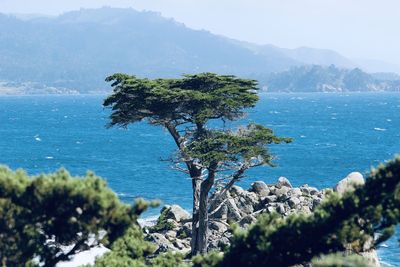 Tree by sea against sky