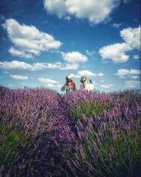 Scenic view of flowering plants on field against sky