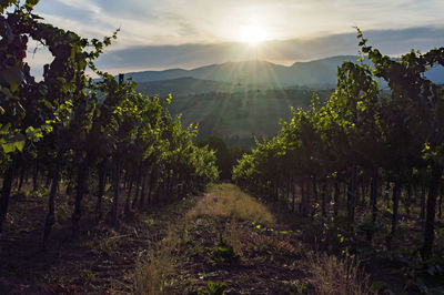 Scenic view of vineyard against sky