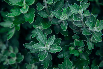 Background of chrysanthemum flower leaves. green carved leaves grow densely in the bush.