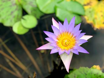 Close-up of purple water lily