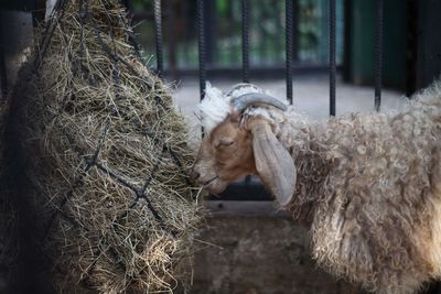 Goats are eating food